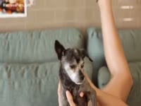 Teen animal sex with a small dog